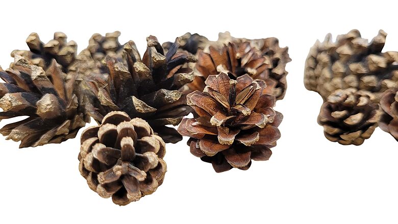 Decoratieve dennenappels "Mix" | 20–50 mm | 30 stuks